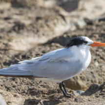 Elegant Tern-09