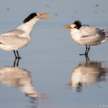 Elegant Terns-01