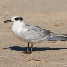 Forster's Tern-05