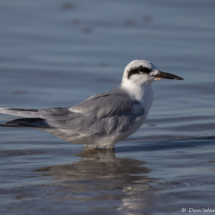 Forster's Tern-20