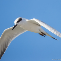 Forster's Tern-21