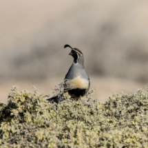 Gambel's Quail-02