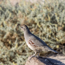 Gambel's Quail-Female-02