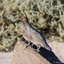 Gambel's Quail-Male-01