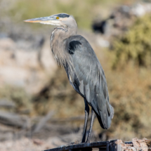 Great Blue Heron-01