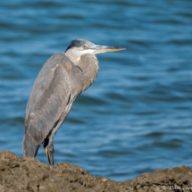 Great Blue Heron-06 (2)