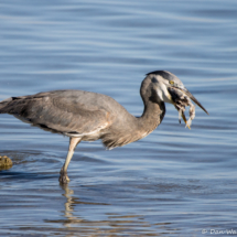 Great Blue Heron-12