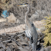 Great Blue Heron-13