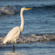 Great Egret-04