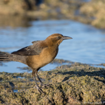 Great-tailed Grackle-Female-01