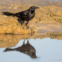 Great-tailed Grackle-Male-03