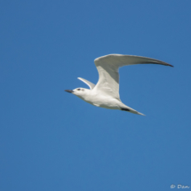 Gull Billed Tern Tern-1