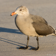 Heermann's Gull-17