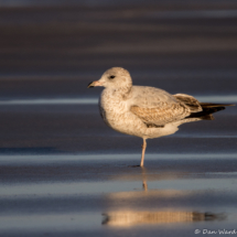 Herring Gull-04