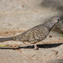 Inca Dove-02