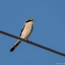 Loggerhead Shrike-02