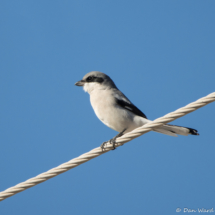 Loggerhead Shrike-05