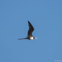 Magnificent Frigatebird-01