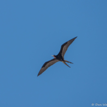 Magnificent Frigatebird-03