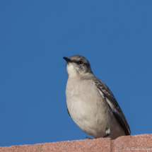 Northern Mockingbird-01