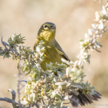 Orange-crowned Warbler-01