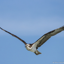 Osprey in Flight-01