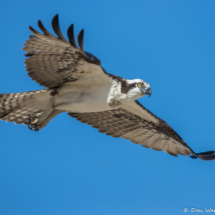 Osprey in Flight-06