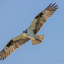 Osprey in Flight-14