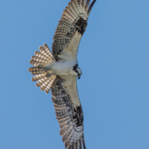 Osprey in Flight-15