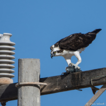 Osprey w- Fish-10