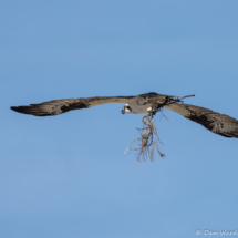 Osprey with Nesting Material-03