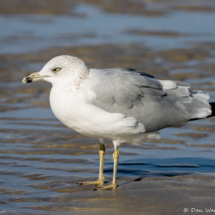 Ring-billed Gull-08