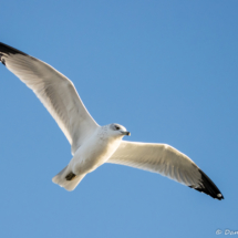 Ring-billed Gull in Flight-01