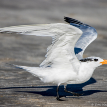 Royal Tern-04