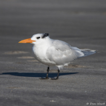 Royal Tern-06