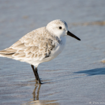 Sanderling-01