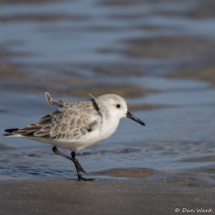 Sanderling-04