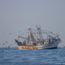 Shrimp Trawler-01