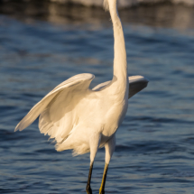 Snowy Egret-07