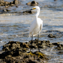 Snowy Egret-22