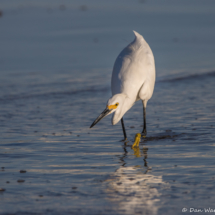 Snowy Egret-23