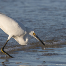 Snowy Egret-28