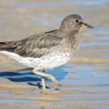 Surfbird-05