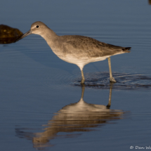 Willet-21