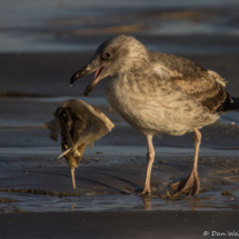 Yellow-footed Gull-01