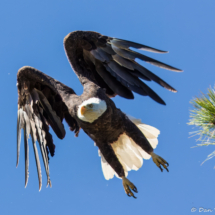 Bald Eagle on Lake Britton-01