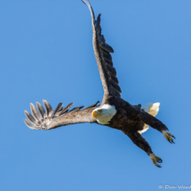 Bald Eagle on Lake Britton-02