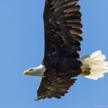 Bald Eagle on Lake Britton-03