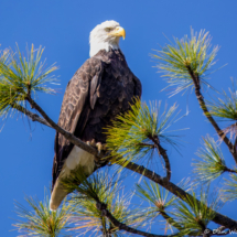 Bald Eagle on Lake Britton-04