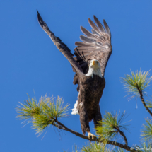 Bald Eagle on Lake Britton-05
